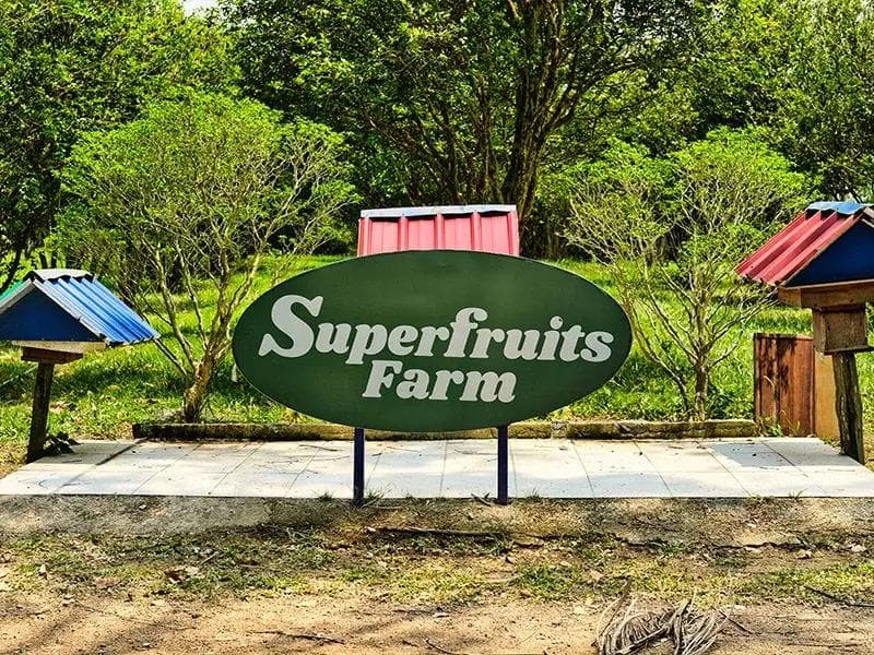 Roast Suckling Pig Feast + Hotel Seafood Buffet · Luxury Gourmet Day Trip